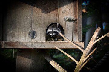raccoon in a wooden house
