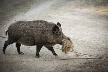 A wild boar carries hay
