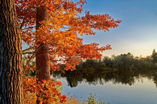 Oak tree with autumnal leaves by a lake, East Frisia, Lower Saxony, Germany - Powered by Adobe
