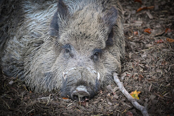 wild boar in the woods