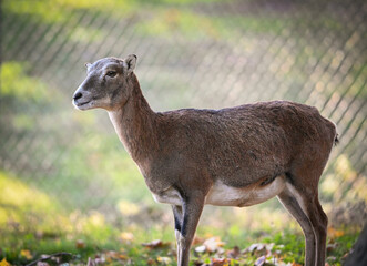deer in the woods