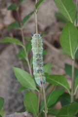 green caterpillar on a branch
