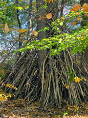 A collection of tree branches are carefully arranged to form a lean-to structure against a tree in...