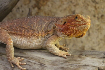 bearded dragon lizard