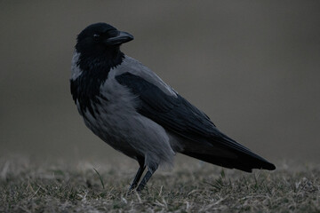 crow on the ground