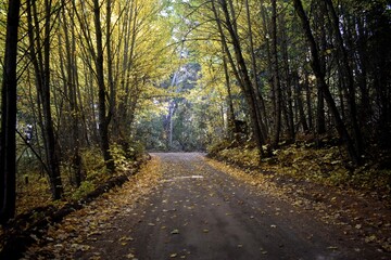 Bosque de Coihues en el otoño argentino