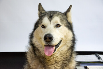 Fototapeta premium A friendly husky dog sits upright, displaying a joyful demeanor with its tongue out. The background is plain, drawing attention to its fluffy fur and bright eyes