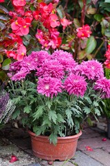 Bright pink flowering low chrysanthemum.