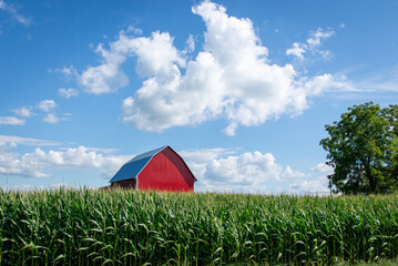 Barn in corn field