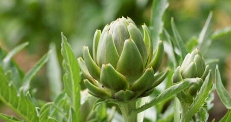 Artichoke plants flourishing in a lush garden setting