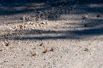 Anacridium aegyptium, Egyptian grasshopper or locust on Brac, Croatia