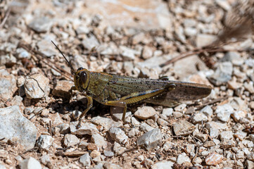 Anacridium aegyptium, Egyptian grasshopper or locust on Brac, Croatia