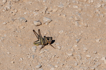 Anacridium aegyptium, Egyptian grasshopper or locust on Brac, Croatia