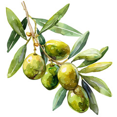 A watercolor vector of Olive, isolated on a white background.