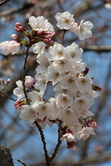 Pure white cherry blossoms in full bloom, their delicate petals creating a soft and elegant display. The pristine flowers radiate tranquility and the fresh spirit of spring.