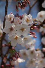 Pure white cherry blossoms in full bloom, their delicate petals creating a soft and elegant display. The pristine flowers radiate tranquility and the fresh spirit of spring.
