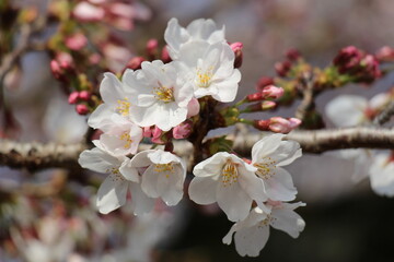Pure white cherry blossoms in full bloom, their delicate petals creating a soft and elegant display. The pristine flowers radiate tranquility and the fresh spirit of spring.