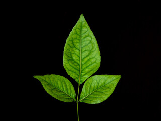 Indian holy plant Bilva Patra or Bel Patra with three leaves used for worship of Lord Shiva. Aegle...