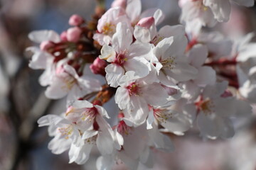 Pure white cherry blossoms in full bloom, their delicate petals creating a soft and elegant display. The pristine flowers radiate tranquility and the fresh spirit of spring.