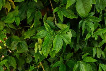 Plants and green leaves in a garden. Nature care.