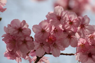 Delicate Japanese cherry blossoms in full bloom, with soft pink petals gently unfurling. The graceful flowers create a serene and picturesque scene, symbolizing the beauty of spring.