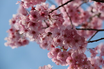 Delicate Japanese cherry blossoms in full bloom, with soft pink petals gently unfurling. The graceful flowers create a serene and picturesque scene, symbolizing the beauty of spring.