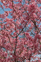 Delicate Japanese cherry blossoms in full bloom, with soft pink petals gently unfurling. The graceful flowers create a serene and picturesque scene, symbolizing the beauty of spring.