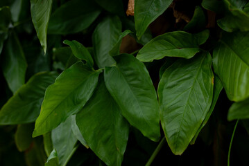Photo of several green leaves of a plant. Preserved nature, environment.