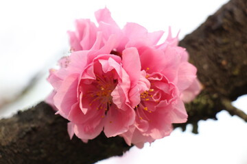 Delicate Japanese cherry blossoms in full bloom, with soft pink petals gently unfurling. The graceful flowers create a serene and picturesque scene, symbolizing the beauty of spring.