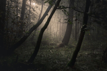 sous bois brume Ardèche France