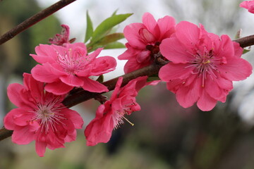 Delicate Japanese cherry blossoms in full bloom, with soft pink petals gently unfurling. The graceful flowers create a serene and picturesque scene, symbolizing the beauty of spring.