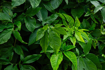 Plants and green leaves in a garden. Nature care.