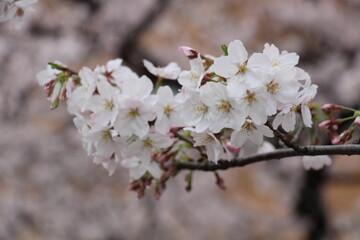Pure white cherry blossoms in full bloom, their delicate petals creating a soft and elegant display. The pristine flowers radiate tranquility and the fresh spirit of spring.