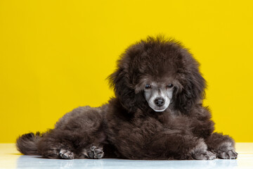 poodle puppy on a colored background