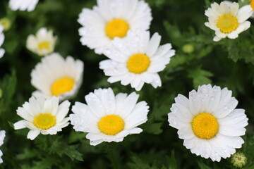 Close-up of white daisies with delicate water droplets on the petals, creating a fresh, dewy appearance. The contrast between the pure white petals and the sparkling drops adds natural elegance.