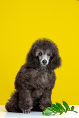 poodle puppy on a colored background