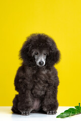 poodle puppy on a colored background