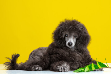 poodle puppy on a colored background