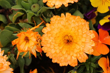 A close-up of a vibrant orange flower, showcasing its intricate petals and rich, vivid color. The image captures the beauty and detail of nature, perfect for floral, nature, or decorative designs.