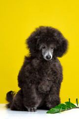 poodle puppy on a colored background
