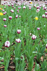 Vibrant tulip field in full bloom, a stunning spring meadow capturing the beauty and colors of nature