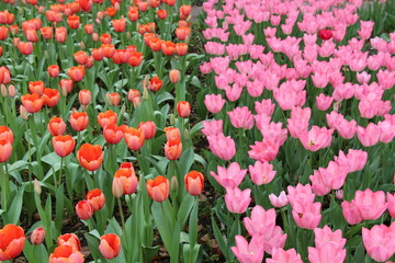 Vibrant tulip field in full bloom, a stunning spring meadow capturing the beauty and colors of nature