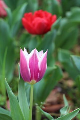 Vibrant tulip field in full bloom, a stunning spring meadow capturing the beauty and colors of nature