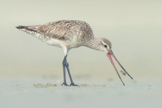 Wild bar-tailed godwit (Limosa lapponica) feeding on a small crab on a sandy beach, Australia