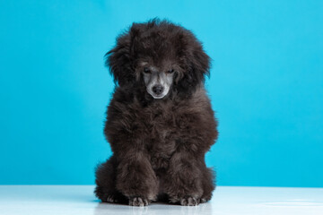 poodle puppy on a colored background