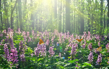 Pink flowers Corydalis ( Greek korydalís, crested lark ) and butterfly in sun light in spring...