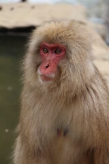 Close-up of Japanese monkeys near Nagano, capturing their expressive faces and thick fur. The natural setting and misty atmosphere create a sense of warmth and tranquility in the scene.