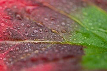 close up macro of water drops on autumn leaf with green and red colors