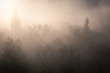 Arbre dans la brume Ardèche France