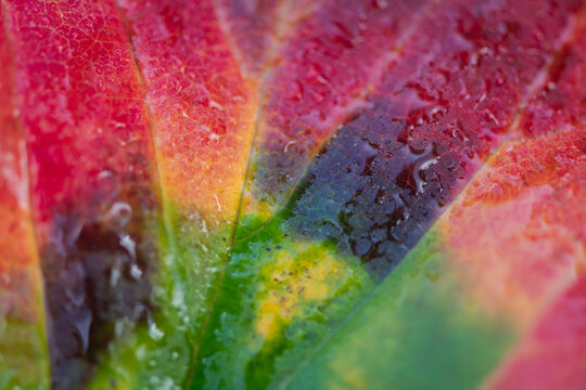abstract macro background of water drops on autumn leaf with red, yellow and green colors